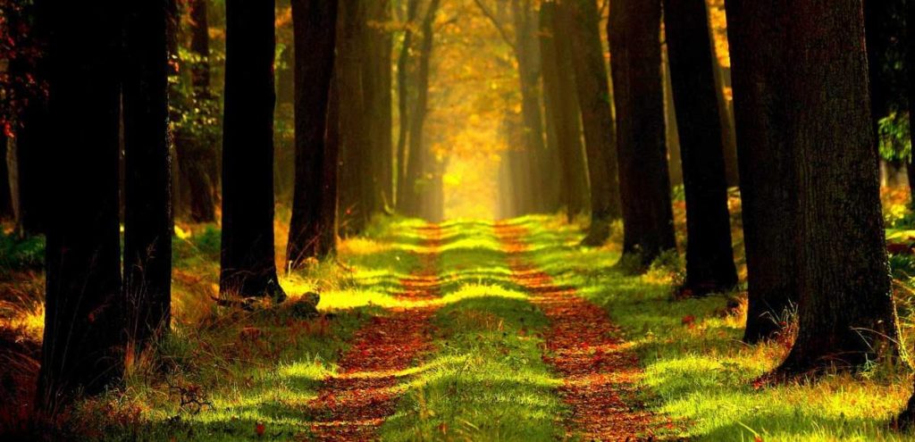 vente de bois
