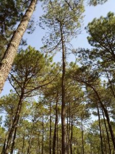 arcachon-foret-dune-architecture-bois-label