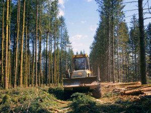 Temps des Forêts