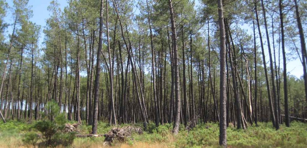 Filière bois étude