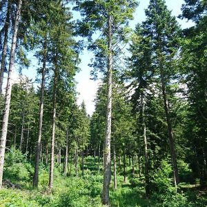 Le massif des Chartreuses, composé de bois résineux © FiboisAURA