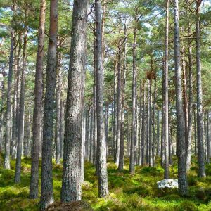 3ème édition Assises de la forêt et du bois