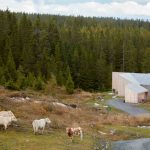 maison bois en Norvège