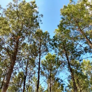 construire en bois VS déforestation quels sont les avantages?
