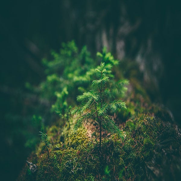 deforestation-arbre-foret