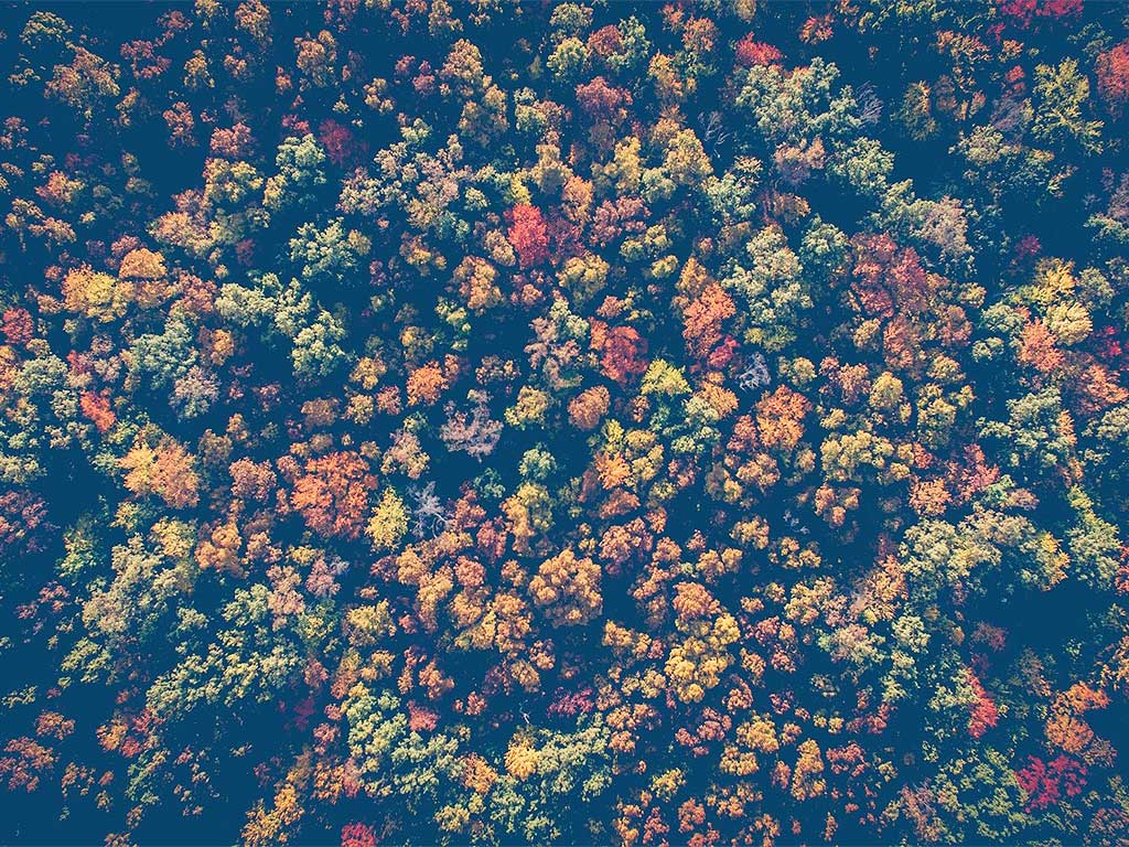 Une forêt gérées durablement aux couleurs de l'automne © Pixabay