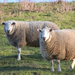 Moutons dont la laine peut servir à l'isolation d'une maison Panneaux isolants semi-rigides en laine de mouton © Pixabay