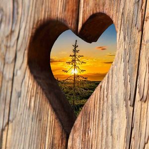 Le bois est plébiscité par les Français pour son rapport à la nature © Pixabay