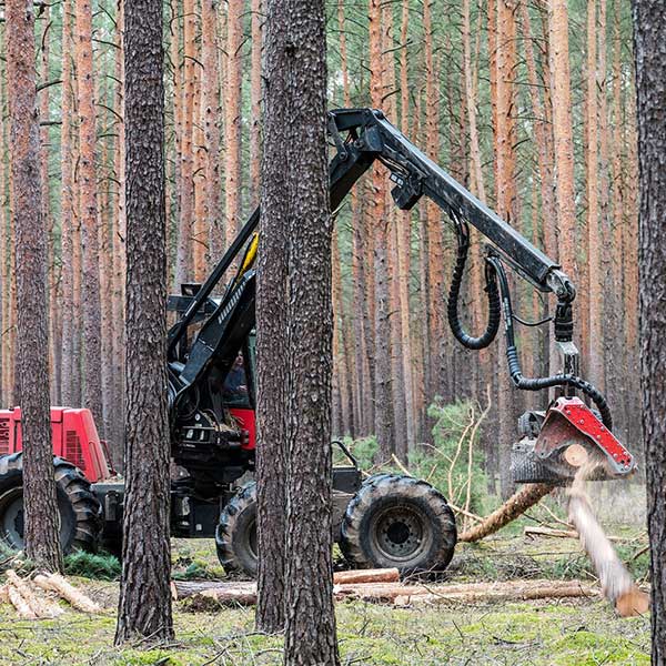 La mécanisation et la coupe des arbres en forêt sont souvent mal perçues © Pixabay