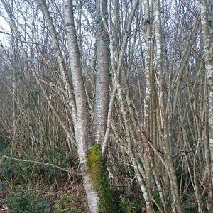 Les feuillus sont encore peu exploités pour la construction bois © Fibois Pays de la Loire