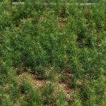 10 ans de Plantons pour l'Avenir