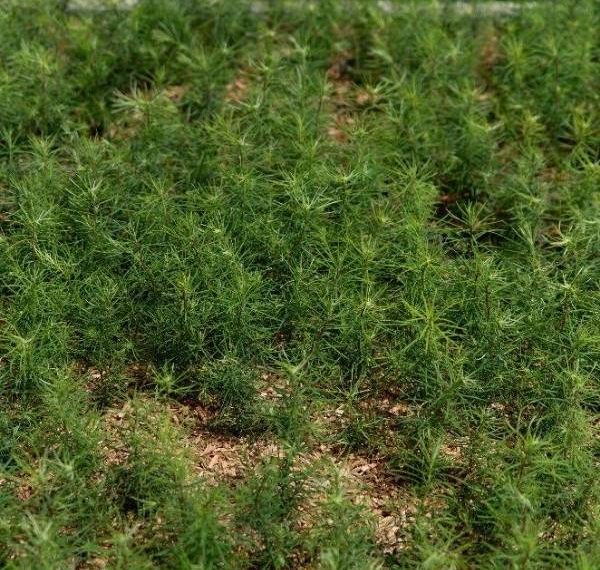 10 ans de Plantons pour l'Avenir