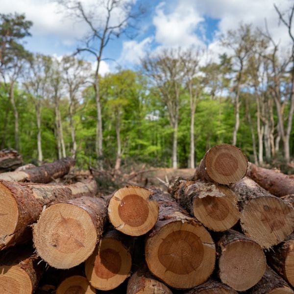 règlement européen déforestation